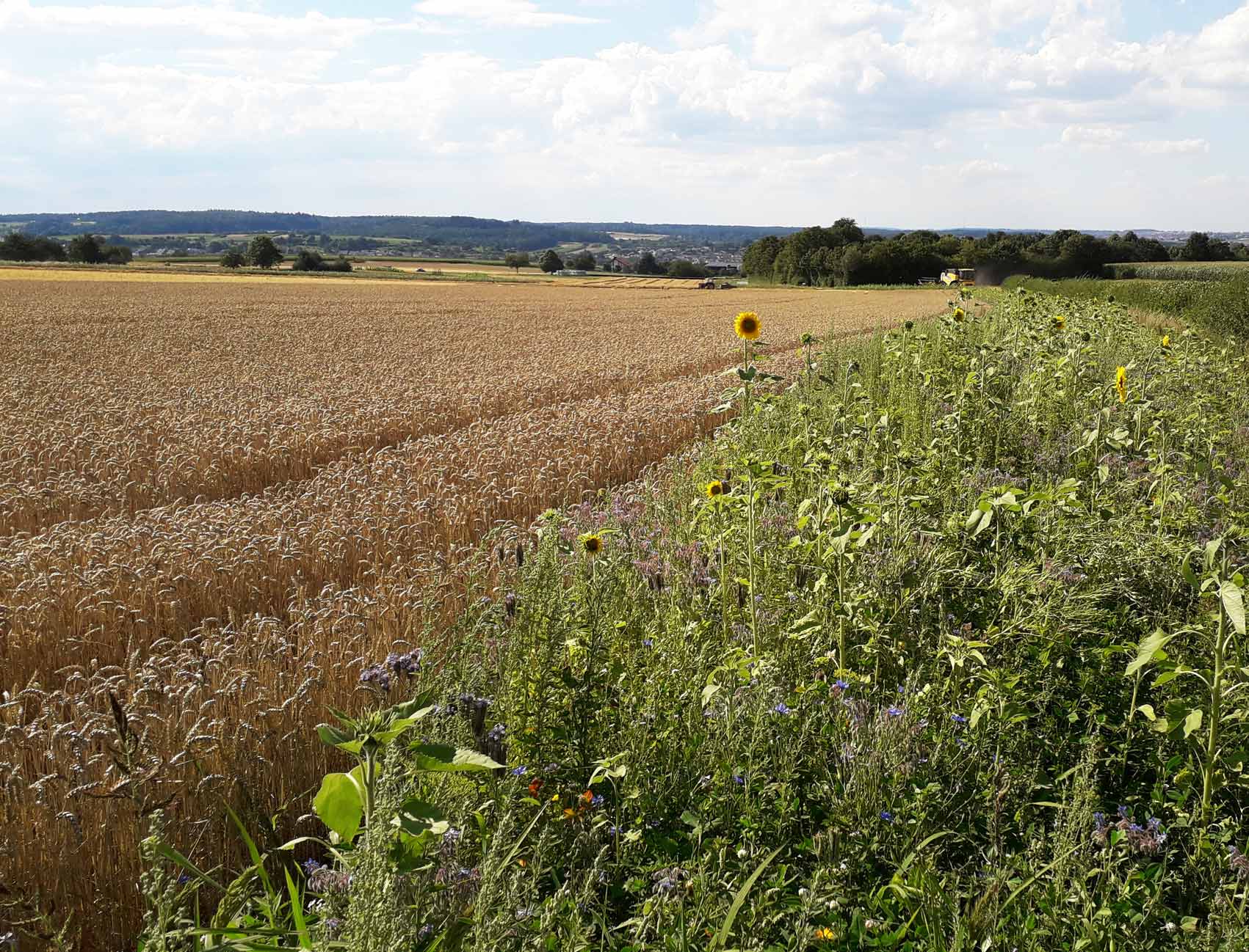 Getreide-und-Biodiversität-Regiolawi